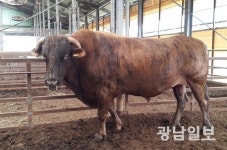 전남축산연구소, 칡소 사육기반 조성 본격화