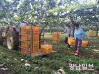 [현장르포]추석 앞둔 나주 배농가 가보니…