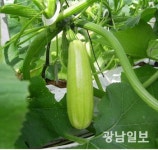 전남농기원, 수출 유망 ‘코젯’ 생산기술 개발 착수