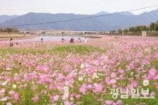 광양 서천변 코스모스 장관
