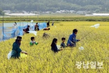 강진 들판서 자녀와 함께 메뚜기 잡으세요