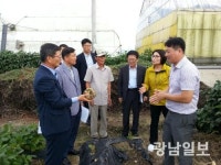 화순서 아열대작목 ‘얌빈’ 수확 한창