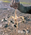 무안, 갯벌낙지 산란장 확대