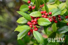 완도호랑가시로 명품 가로수길 만든다