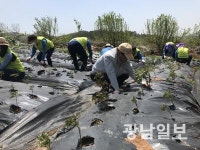 농협화순군지부, 농촌일손돕기 ‘구슬땀’