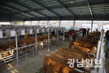 보성, 축산업 65개 사업에 116억 투입