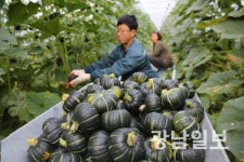 해남 밤호박 생산·가공·관광 결합