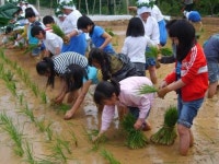 서창나루터 일일농장서 모내기 체험