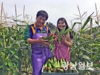 장흥 찰옥수수, 농가소득 효자 ‘톡톡’