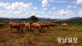 전남농업기술원, 청정 유기축산물 생산 시동