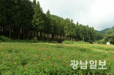 장성 축령산서 편백 산소축제 선봬