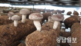 ‘표고 명가’ 장흥, 국산 품종으로 승부