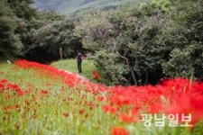 [포토뉴스] 광양 옥룡사지에 피어난 꽃무릇