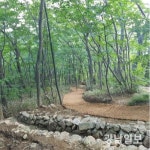 광양 백운산 진틀-정상 4km 등산로 정비