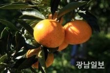 남부자연감귤 | 완도자연그대로 노지감귤 출하