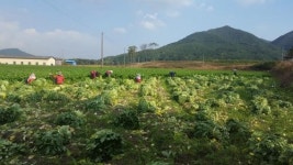 보성녹차골 무시래기 본격 출하