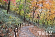 광양 백운산 진틀-정상간 4km등산로 정비 완료