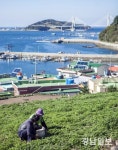 여수 거문도해풍쑥 이달부터 본격 ‘출하’