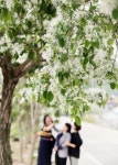 [포토뉴스] ‘풍년이 보인다’ 이팝나무 만개