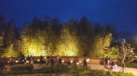 강진 야간여행 ‘나이트 드림’ 에 매혹