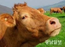 농식품부, 올 2분기 소 돼지 농장 축산물이력제 일제 점검 단속