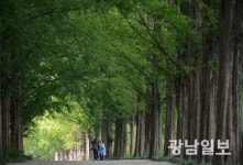 [사진뉴스]햇살 가득 품은 담양메타세쿼이아랜드