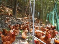 화순군, 동물복지농장 폭염에도 끄떡없어요