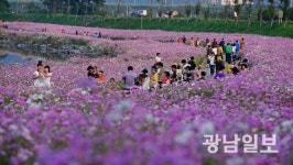 광양읍 서천변 코스모스길 9월의 걷고 싶은 길에 선정