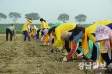 주민 힘으로 장성 노란꽃잔치 성공 일군다