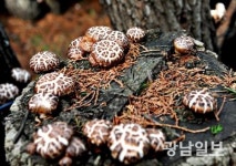 장흥군, 표고버섯 재배 선진기술 보급 ‘박차’