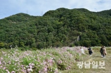 [사진뉴스]담양 용마루길에 만발한 코스모스