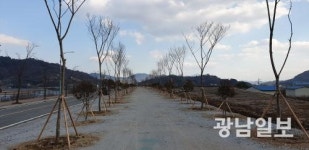 광양시, 매화마을 입구 명품 가로수길 조성