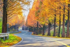 영광 불갑저수지 수변도로 메타세쿼이아 가로수길 명소화