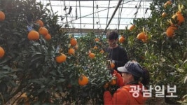 ‘비타민C 듬뿍’…완도자연그대로 부지화 출하