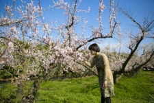 [사진뉴스]미세먼지 물러간 파란하늘, 눈부신 매화 봄 부르네