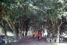 장흥 묵촌리 동백림·천관산 동백숲, 3월 추천 관광지 선정