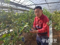 곡성 가온재배 블루베리 조기 출하