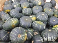 해풍 맞고 자란 신안 단호박 日 수출