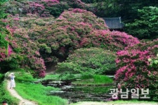 [사진뉴스]만개한 백일홍