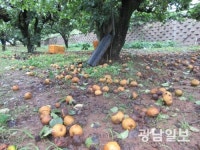태풍 ‘링링’에 나주배 농가 ‘아수라장’