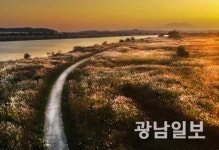 영산강 서창들녘 억새밭으로 가을여행 떠나요
