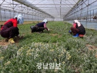 나주 특산 제비쑥 재배 손길 분주