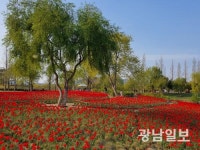 순천만국가정원, 튤립알뿌리 10만개 시민들에 선물