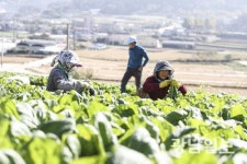 여수특산품 돌산갓, 생산량·매출액 증가
