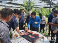 ‘달콤한 유혹’ 강진산 체리 수확 본격화