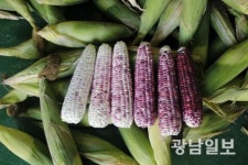 ‘고소·쫀득’ 곡성 삼기 흑찰옥수수 본격 출하