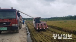 고흥군, 전국 최초 조생종 벼 수확