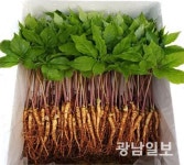 광양 ‘삼무루지 새싹삼 농원’ 황재익 대표, 8월 농촌융복합산업인에 선정