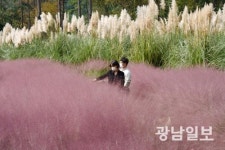 [사진뉴스]핑크뮬리 활짝