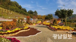 진도서 가을 국화 향기 맡으세요